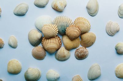 Close-up of seashells on table