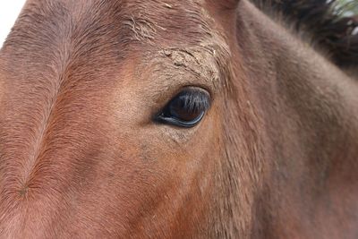 Close-up of horse