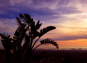 Low angle view of palm trees against cloudy sky