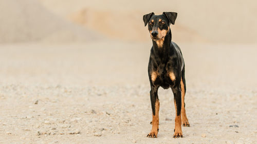 Portrait of dog standing on field