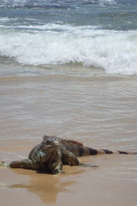 High angle view of iguana on seashore at beach