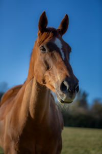 Beautiful friendly horse