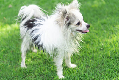 Dog standing in field