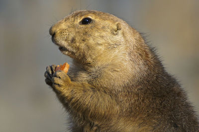 Close-up of prairie dog