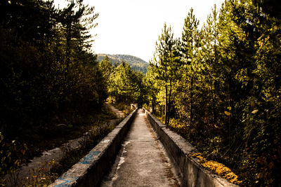 Empty road amidst trees in forest against sky