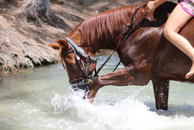 Low section of woman riding on horse over stream
