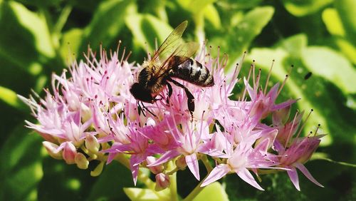 Close-up of honey bee on pink flower