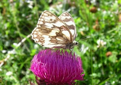 Close-up of butterfly pollinating flower