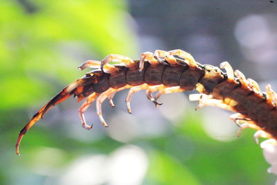 Close-up of insect on leaf