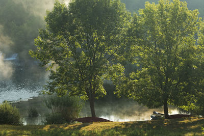 Trees by lake