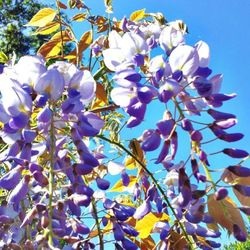 Low angle view of flowers blooming against blue sky