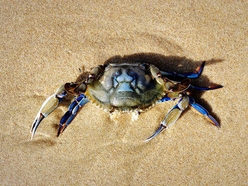 High angle view of crab on sand