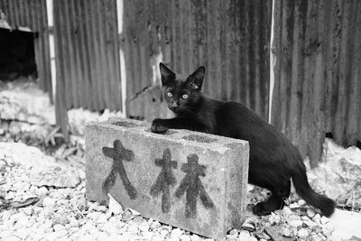 Portrait of black cat sitting outdoors