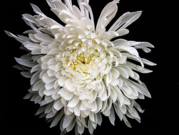 Close-up of white dahlia against black background