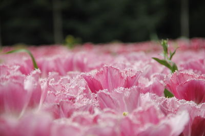 Close-up of pink flowers blooming outdoors