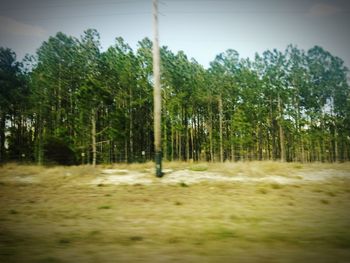 Trees on field in forest