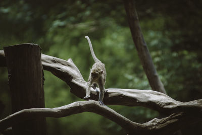 Close-up of monkey on wooden post