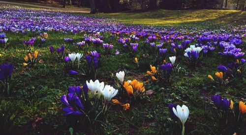 Purple flowers growing in field