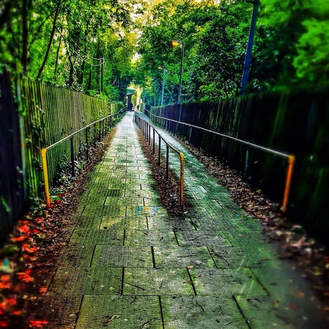 tree, the way forward, diminishing perspective, forest, growth, vanishing point, nature, footpath, railing, tranquility, park - man made space, leaf, day, plant, outdoors, transportation, green color, fence, bridge - man made structure, beauty in nature
