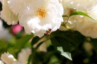 Close-up of bee on white flower