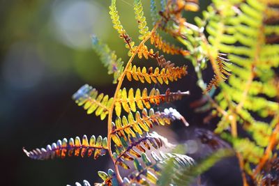 Close-up of fern leaves on flowering plant