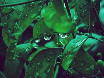 Close-up of raindrops on leaves