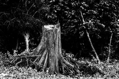 Trees on field in forest