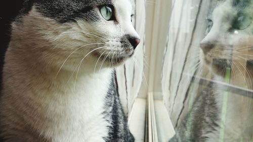Close-up of a cat looking away