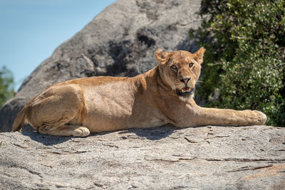 Big cat on rock