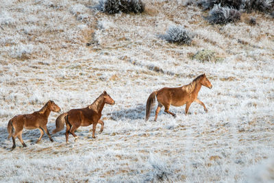 Horses on a field