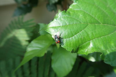 Close-up of ladybug on leaf