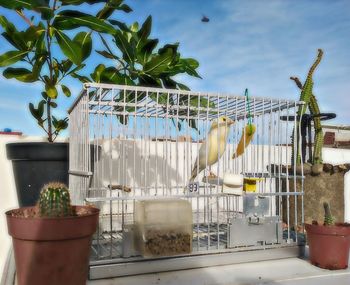 Potted plant hanging on metal against wall