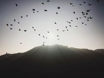 Low angle view of silhouette birds flying against clear sky