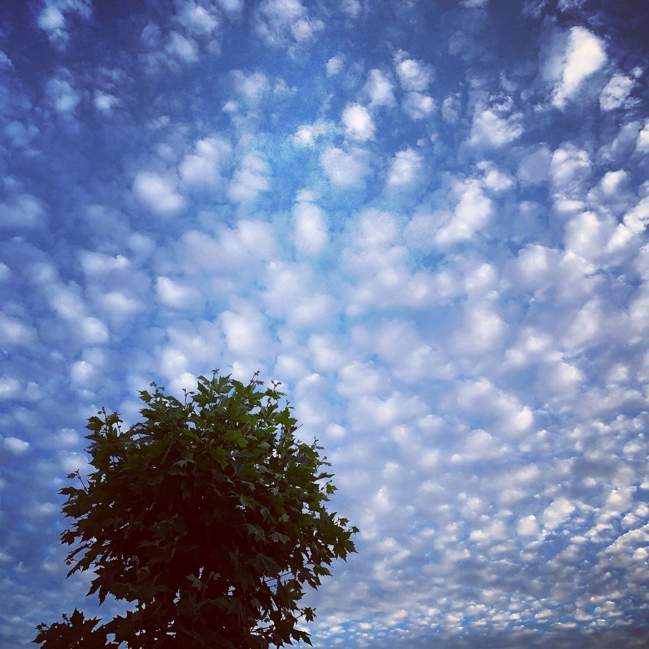 LOW ANGLE VIEW OF TREE AGAINST SKY ON SUNNY DAY