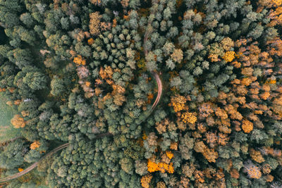 Aerial view of autumn forest with green, yellow and red trees. incredible road in the forest