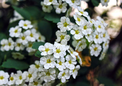 Close-up of white flowering plant