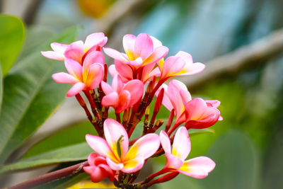 Close-up of pink flowering plant