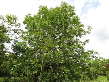 Low angle view of trees against sky