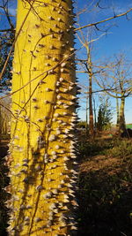 Close-up of tree trunk in forest
