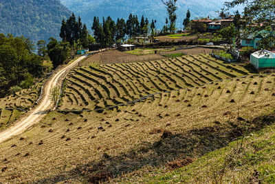 Mountain step farming fields at remote village at morning from top angle 