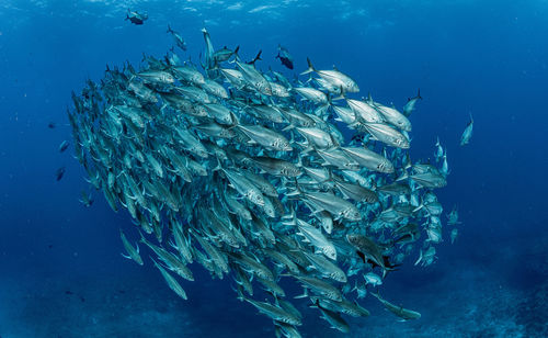 School of bigeye trevally, underwater photography