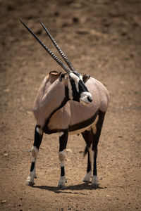 Gemsbok stands on rocky ground turning head