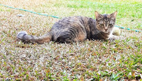 Portrait of cat lying on grass