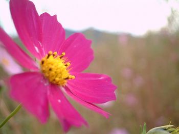 Close-up of pink cosmos flower blooming outdoors