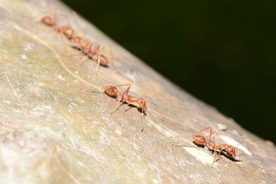 Close-up of ant on leaf