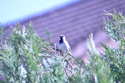 Bird perching on a plant