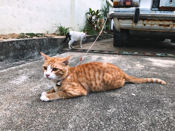 Portrait of cat sitting on road