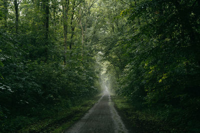 Road amidst trees in forest during rainy season