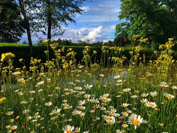 Scenic view of flowering plants on field against sky