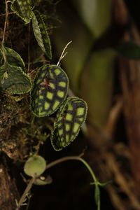 Close-up of butterfly on plant